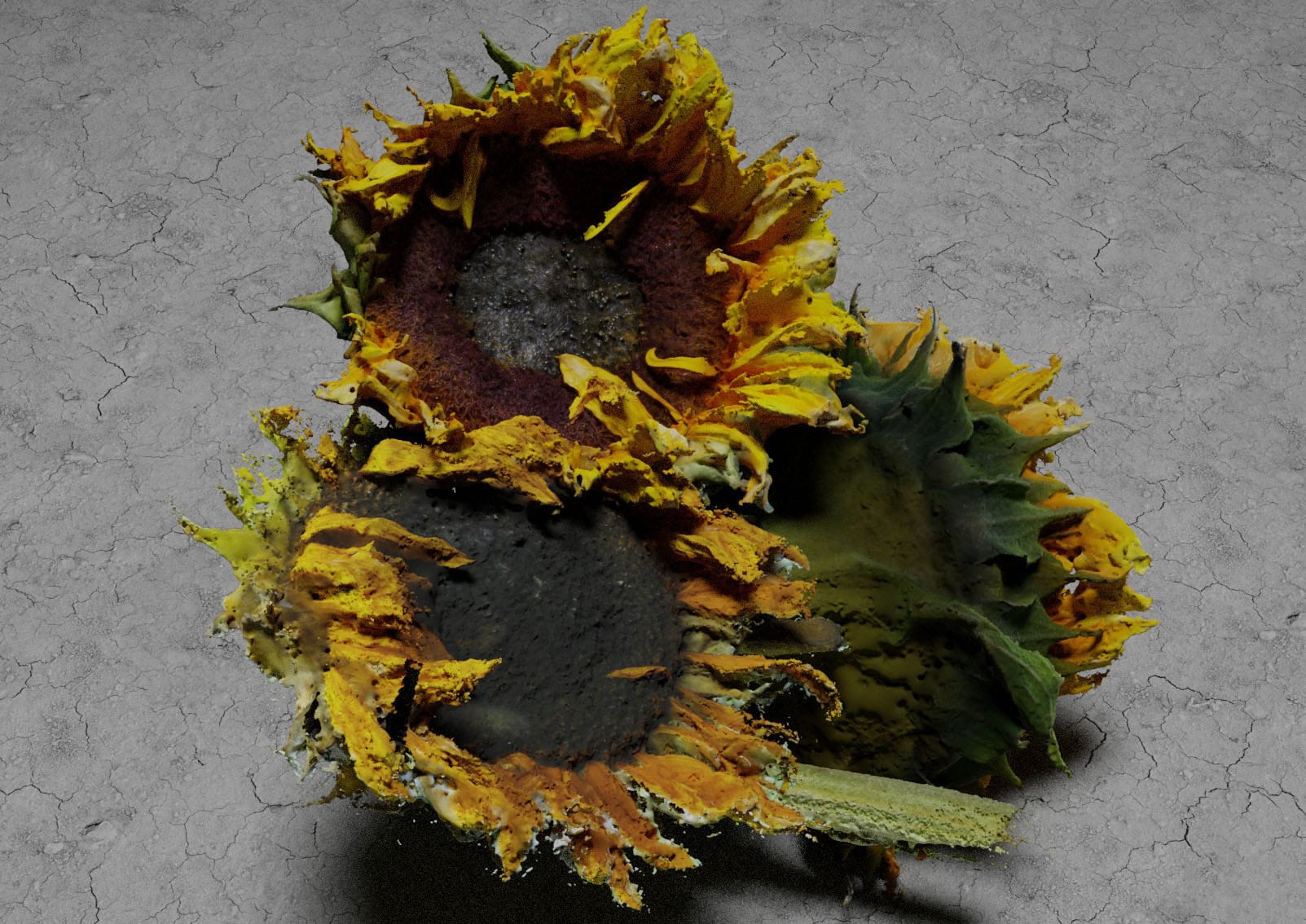 Sunflowers study no. 1
